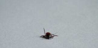 Jak odprowadzić limfę spod oczu?