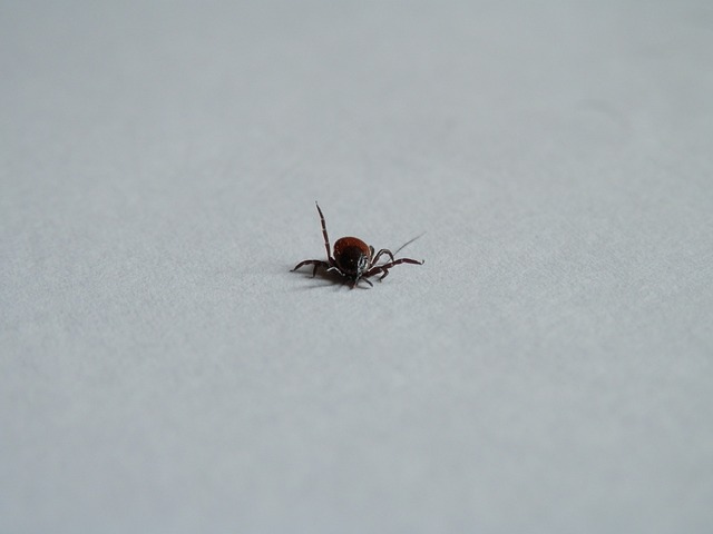 Jak pozbyć się limfy z brzucha? Jak pozbyć się limfy z brzucha?