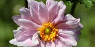 Jak wygląda obrzęk limfatyczny?