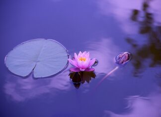 Jak przygotować się na zajęcia z jogi?